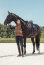 Eskadron Damen QUILT-WAISTCOAT (Heritage2024) almond