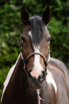 HKM Halfter CARLOTTA taupe Pony