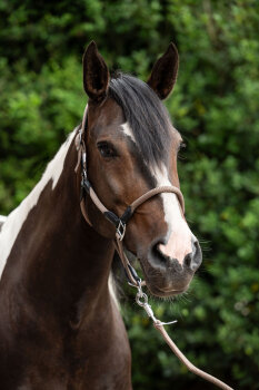 HKM Halfter CARLOTTA taupe Pony