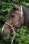 HKM Halfter CARLOTTA taupe Pony