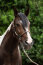HKM Halfter CARLOTTA taupe Pony