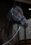 Eskadron Halfter MATTGLOSS JEWEL DOUBLE PIN Classic Sports 25 S/S navy