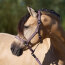 Imperial Riding Halfter IRH Classic Sport marble