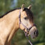 Imperial Riding Halfter IRH Classic Sport marble