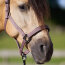 Imperial Riding Halfter IRH Classic Sport marble