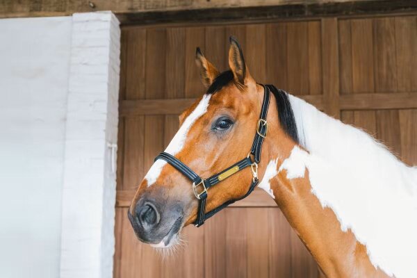 Kentucky Horsewear Lederhalfter WELLINGTON schwarz