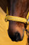 Eskadron Halfter FAUX LEATHER DOUBLE PIN Platinum25 golden yellow
