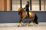 Eskadron Gamaschen FAUX LEATHER Platinum25 golden yellow