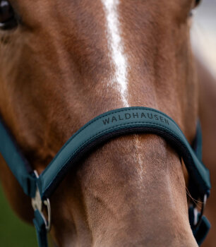 Waldhausen Halfter ATHLETIC petrolblau