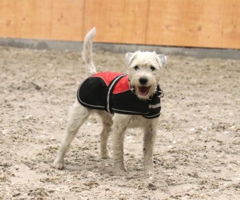 Manski Hundedecke Emma, rot-schwarz