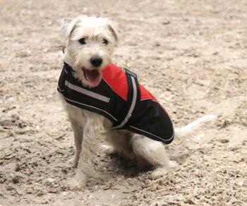 Manski Hundedecke Emma, rot-schwarz 35cm