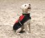 Manski Hundedecke Emma, rot-schwarz 45cm