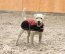 Manski Hundedecke Emma, rot-schwarz 55cm
