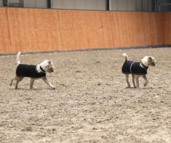 Manski Hundedecke Lucky, schwarz