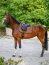Boss Equestrian Dressurschabracke BOSS cappuccino