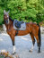 Boss Equestrian Dressurschabracke BOSS grey melange