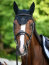 Boss Equestrian Fliegenohren GLITTER black