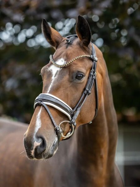 Le Mieux Kudos Trense Patent Dressage Bridle, brown/white