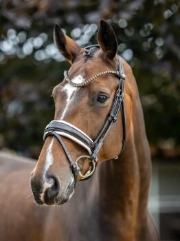 Le Mieux Kudos Trense Patent Dressage Bridle, brown/white