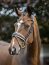 Le Mieux Kudos Trense Patent Dressage Bridle, brown/white