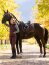 Le Mieux Schabracke Loire Classic Dressage Square, L, damson, DR