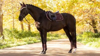 Le Mieux Schabracke Loire Classic Colse Contact Square, L, damson, VS