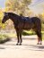 Le Mieux Schabracke Loire Classic Colse Contact Square, L, juniper, VS