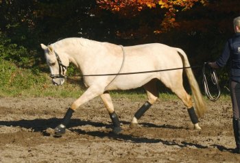 Busse Longierhilfe Cotton