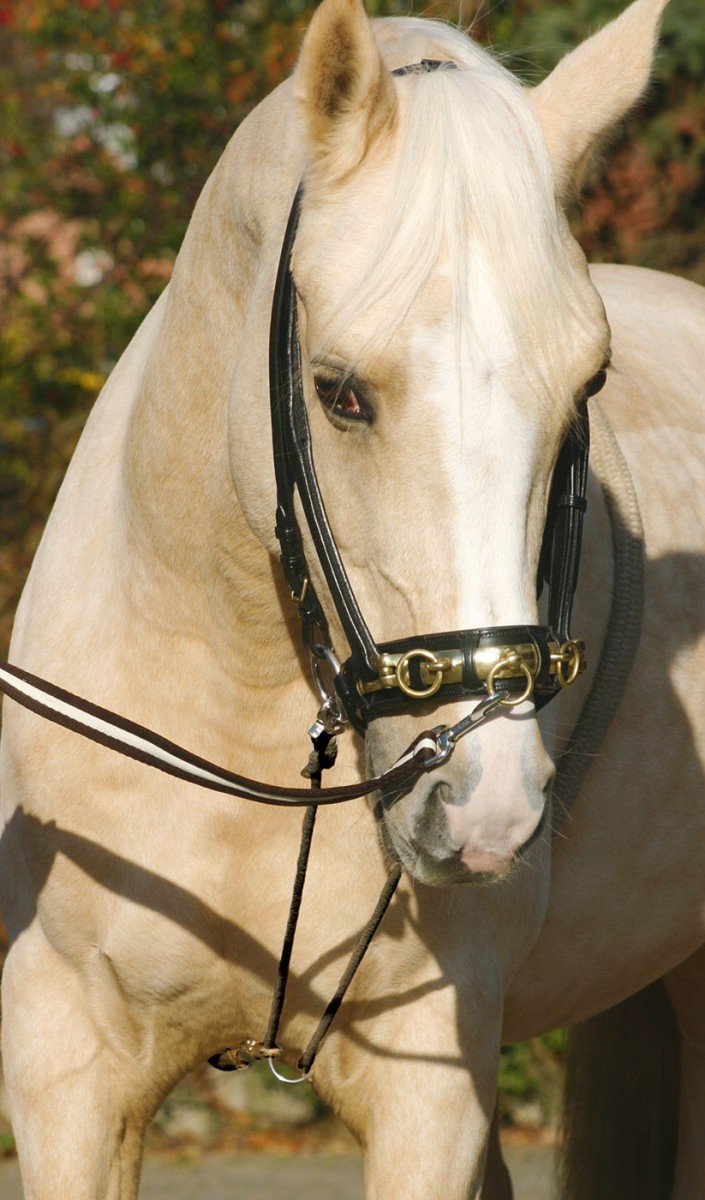 Busse Longierhilfe Cotton, natur L